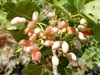 Bronte's pistachios